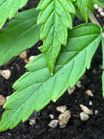 first try — vegetative, day 7