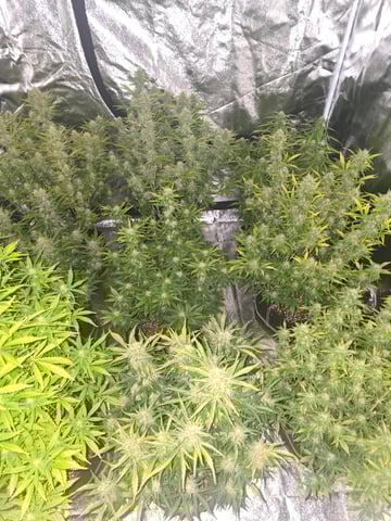 2nd Autoflower Indoor Grow — flower, day 69