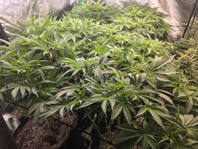 Hazy Daze — flower, day 67