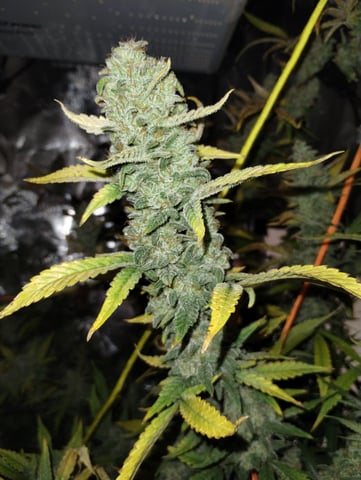 First grow — harvest, day 99