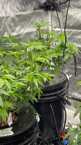 1st Ever Grow (Fat Bastard)(RDWC)  — vegetative, day 90