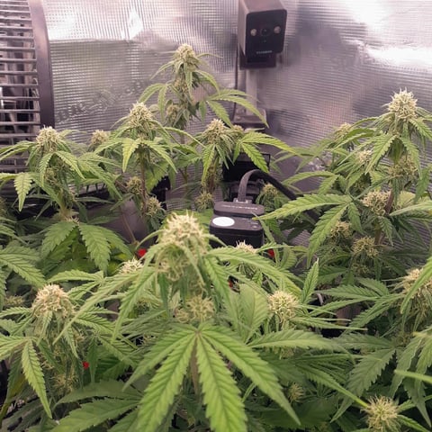 Homemade Seeds  — flower, day 63
