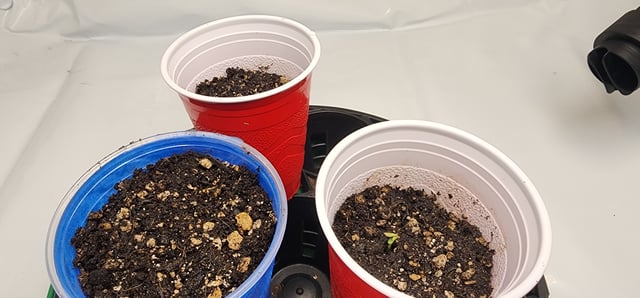 1st grow Dr. Nefario — seedling_rooting, day 7