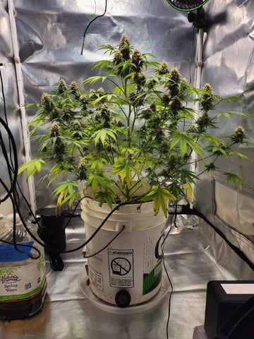 Dos Si Dos. Indica — flower, day 64
