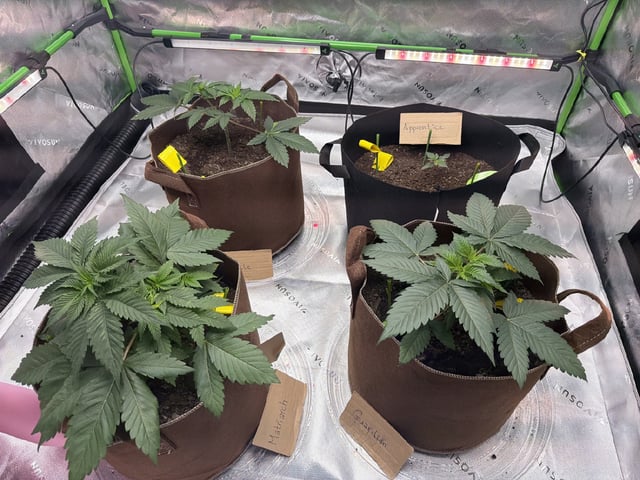 First Grow – Learning Every Day — vegetative, day 3
