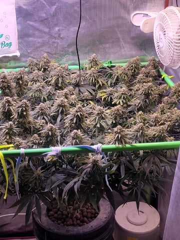 6th Grow — flower, day 83