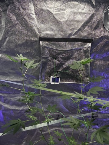 I Dont Know What Kind It Is Lol — flower, day 3