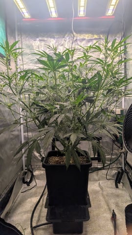 Lemon Cherry Gelato Auto