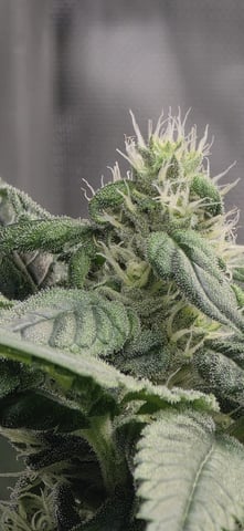 strawberry guava bx — flower, day 2