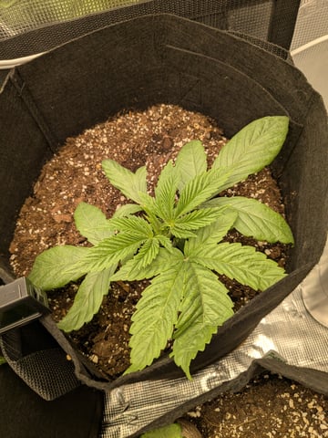 first grow — vegetative, day 15