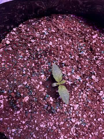 Autoflowers — seedling_rooting, day 8