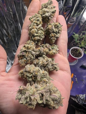 B E A utiful  — harvest, day 145