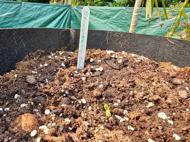 strawberry soda — grow_setup, day 6