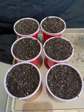The White X Run Away Bride #3 — germination, day 3