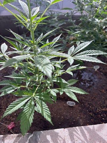 new seeds grow #2 — flower, day 55