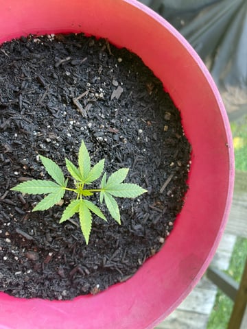 Alfie & Franki — vegetative, day 39