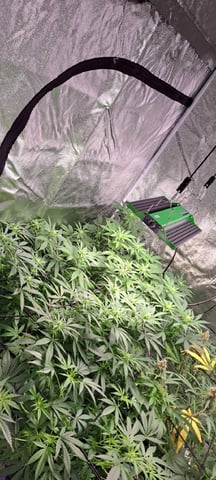 Hawaiian Haze  — flower, day 100