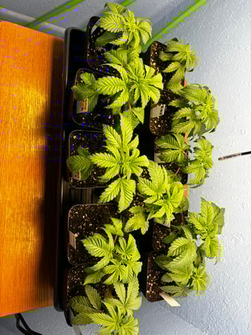 Mixed Freebies — seedling_rooting, day 24