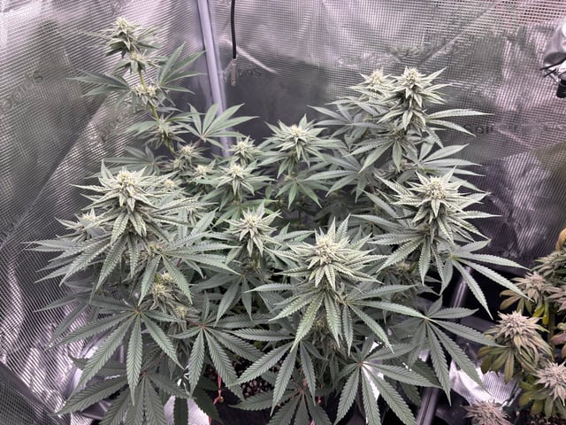 Gorilla Runtz — flower, day 67