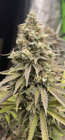 Phx_Freedom — flower, day 174