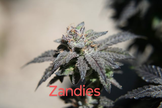 Second Grow — flower, day 51