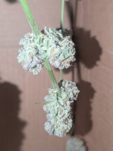 B E A utiful  — harvest, day 144