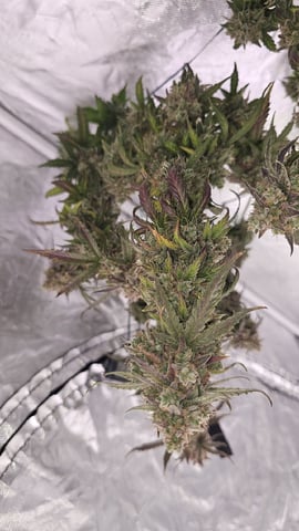 first grow adventure  — flower, day 95