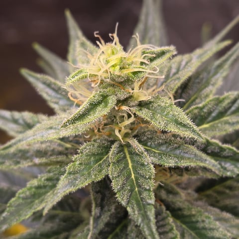 1st indoor grow 8 smaller plan t s — flower, day 63