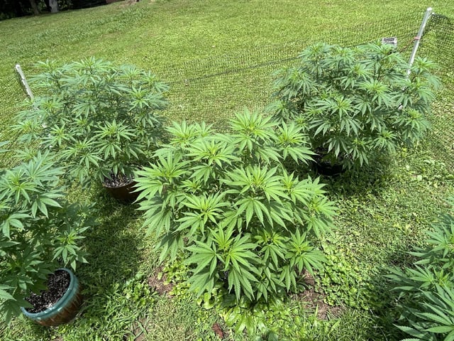 2026 Outdoor — flower, day 80