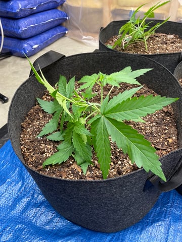 Banana Kush Auto Seed Supreme — vegetative, day 21