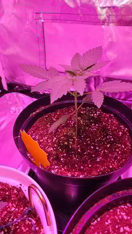 first grow adventure  — vegetative, day 21