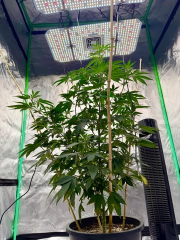 Bluntz Grow — flower, day 11