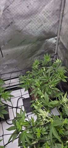 Lime Rian. — vegetative, day 41