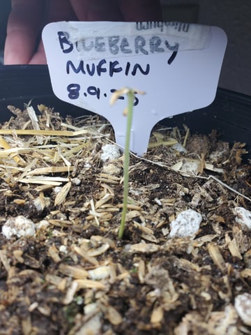 Alien Rock Candy & Grape Deebo — germination, day 6