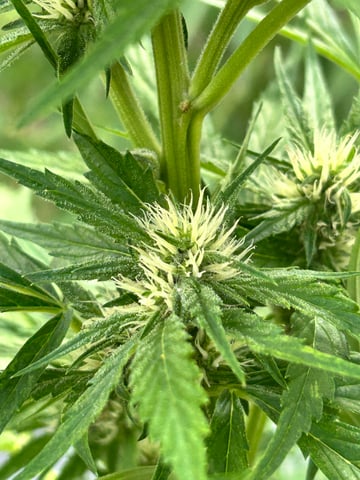 First ever grow — flower, day 63