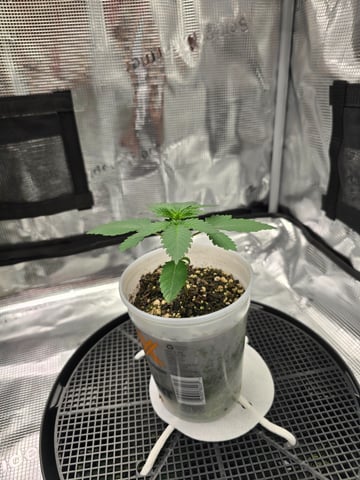 Northern lights #10 2nd plant (Selkies) — vegetative, day 15