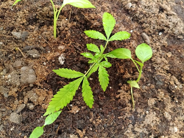 OG KUSH — vegetative, day 55