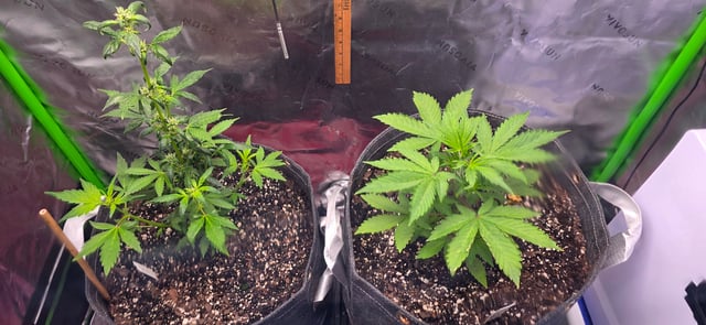 Here We Grow... — flower, day 45