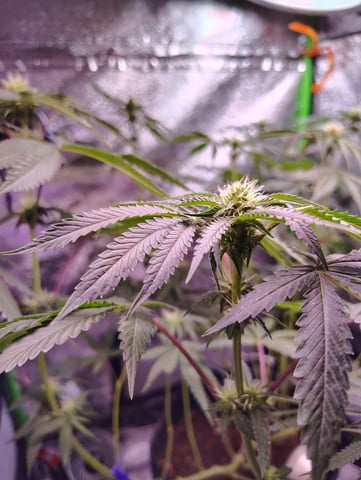 Rosa  — flower, day 17