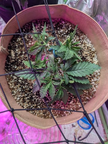 2025-26 — vegetative, day 23