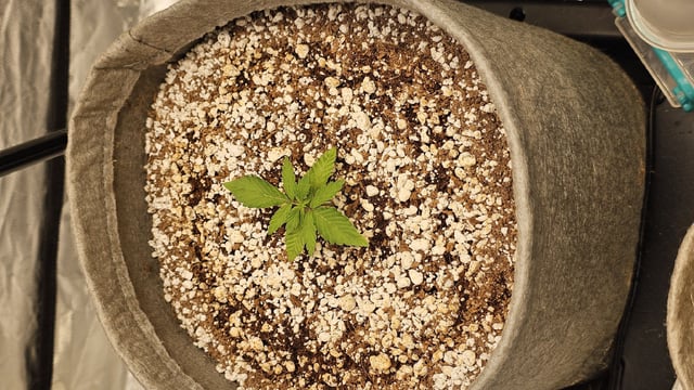 Autos For The Rest Of Winter 🔥🔥😉 — germination, day 25