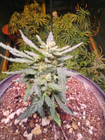 Sour Headies/OGBX1 — vegetative, day 6
