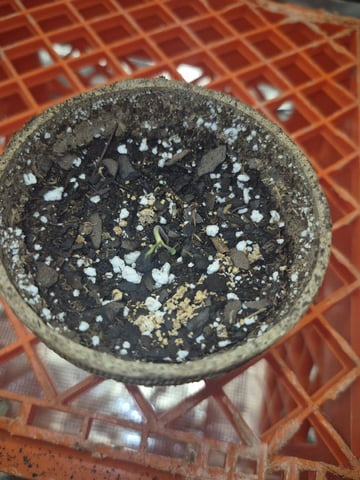 OG Kush Auto — seedling_rooting, day 29