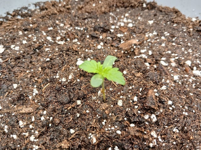 Gorilla Sherbert Feminized From Blimburn Seeds  — seedling_rooting, day 7