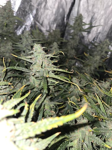 high octane x holy grail  — auto, day 68