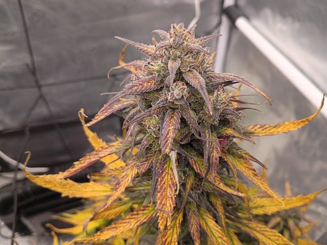 FastBuds-Auto Mix Pack-Quad Mystery — flower, day 69
