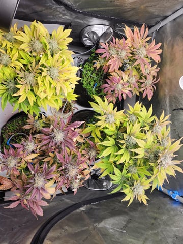 Mephisto's Flava Flav (Grape Crush x Guava Fig) — flower, day 81