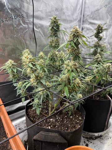 Blue Knight — grow_setup, day 2