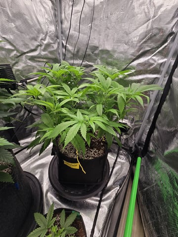 Bloody Mandarin Rainbow — vegetative, day 53