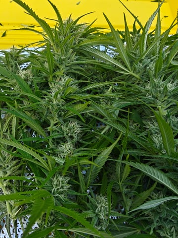 outdoors  unground 2025 — harvest, day 29